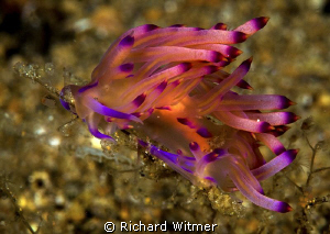 Nudi eating lunch.  D300/Inon Strobes/105mm. by Richard Witmer 